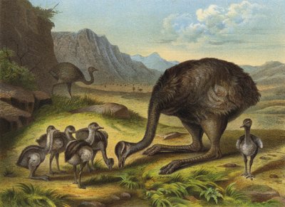 Rhea by European School